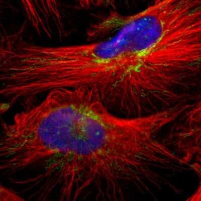 Immunocytochemistry/ Immunofluorescence: MRPL40 Antibody [NBP1-82620]