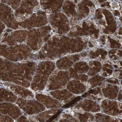Immunohistochemistry-Paraffin: MRPL40 Antibody [NBP1-82620]