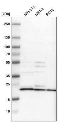 Western Blot: MRPL40 Antibody [NBP1-82620]