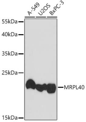 Western Blot: MRPL40 AntibodyAzide and BSA Free [NBP3-05233]