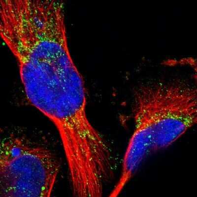 Immunocytochemistry/ Immunofluorescence: MRPL41 Antibody [NBP1-88570]