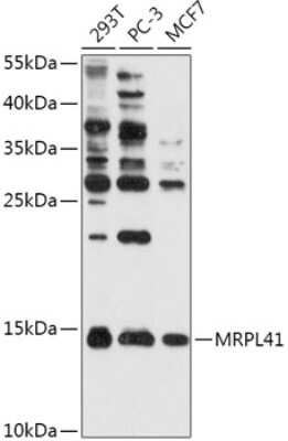 Western Blot: MRPL41 AntibodyAzide and BSA Free [NBP2-94391]