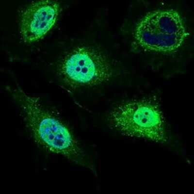 Immunocytochemistry/ Immunofluorescence: MRPL42 Antibody (3H6G11) - BSA Free [NBP2-37393]