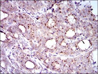 Immunohistochemistry: MRPL42 Antibody (3H6G11) - BSA Free [NBP2-37393]