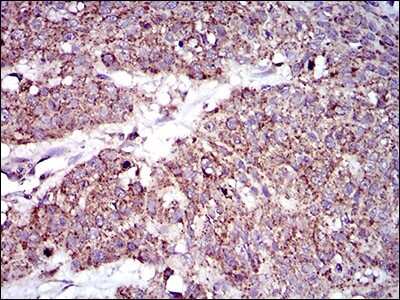 Immunohistochemistry: MRPL42 Antibody (3H6G11) - BSA Free [NBP2-37393]