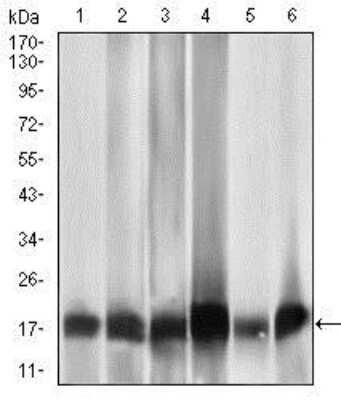 Western Blot: MRPL42 Antibody (3H6G11)BSA Free [NBP2-37393]