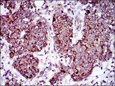 Immunohistochemistry: MRPL42 Antibody (3H6H2) - BSA Free [NBP2-37385]