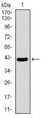 Western Blot: MRPL42 Antibody (3H6H2)BSA Free [NBP2-37385]