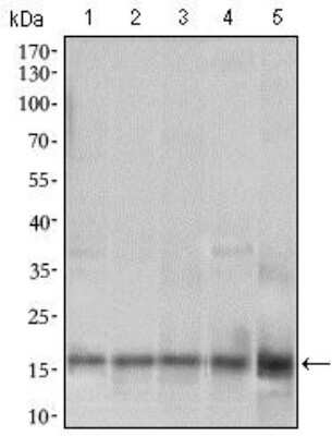 Western Blot: MRPL42 Antibody (3H6H2)BSA Free [NBP2-37385]