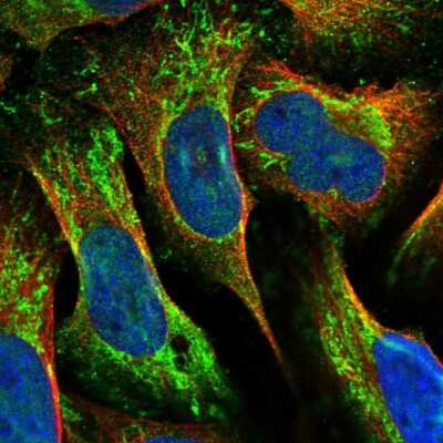 Immunocytochemistry/ Immunofluorescence: MRPL42 Antibody [NBP1-83171]