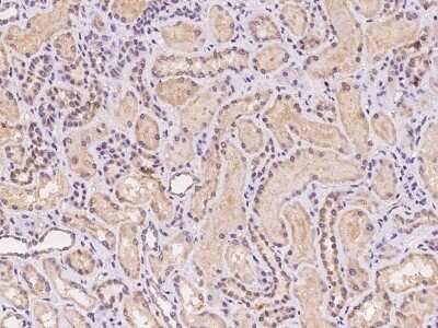 Immunohistochemistry-Paraffin: MRPL42 Antibody [NBP2-97198]