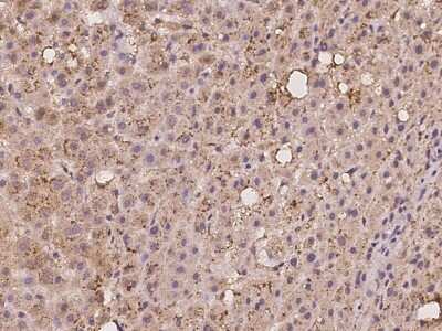 Immunohistochemistry-Paraffin: MRPL42 Antibody [NBP2-97198]