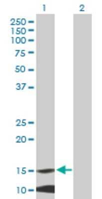 Western Blot: MRPL42 Antibody [H00028977-B01P]