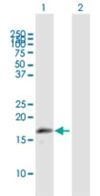 Western Blot: MRPL43 Antibody [H00084545-B01P]