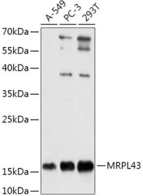 Western Blot: MRPL43 AntibodyAzide and BSA Free [NBP2-93527]