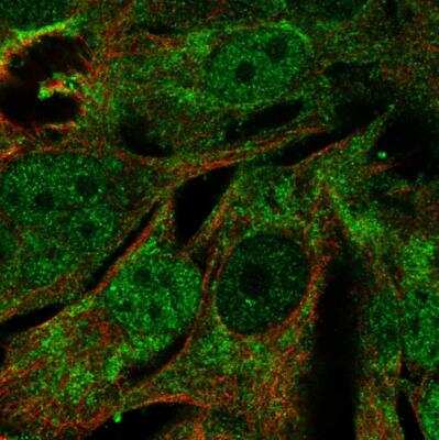 Immunocytochemistry/ Immunofluorescence: MRPL44 Antibody [NBP1-82284]