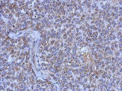 Immunohistochemistry-Paraffin: MRPL44 Antibody [NBP2-19407]