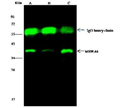 Immunoprecipitation: MRPL44 Antibody [NBP2-96998]