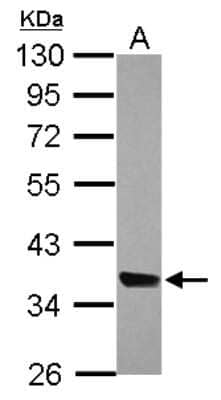 Western Blot: MRPL44 Antibody [NBP2-19407]