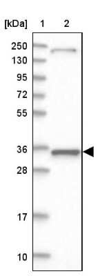 Western Blot: MRPL44 Antibody [NBP2-38394]