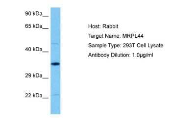 Western Blot: MRPL44 Antibody [NBP2-87829]