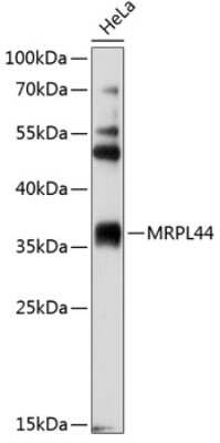 Western Blot: MRPL44 AntibodyBSA Free [NBP2-93352]