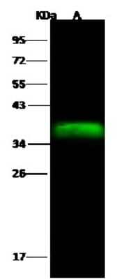 Western Blot: MRPL44 Antibody [NBP2-96998]