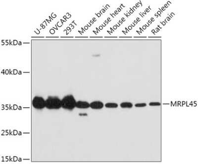 Western Blot: MRPL45 AntibodyAzide and BSA Free [NBP2-93711]