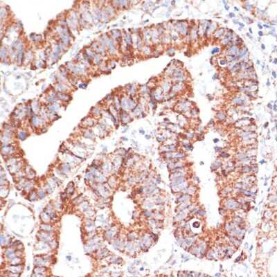 Immunohistochemistry-Paraffin: MRPL46 Antibody - Azide and BSA Free [NBP2-94771]