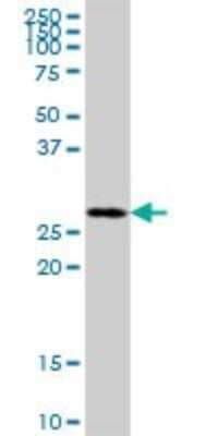 Western Blot: MRPL46 Antibody [H00026589-B01P]