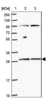 Western Blot: MRPL46 Antibody [NBP2-47369]