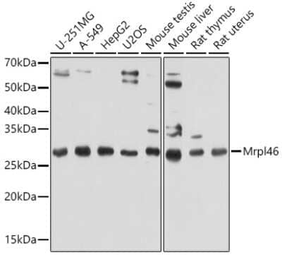 Western Blot: MRPL46 AntibodyAzide and BSA Free [NBP2-94483]