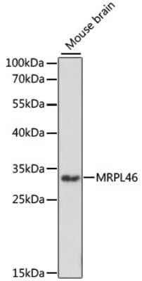 Western Blot: MRPL46 AntibodyAzide and BSA Free [NBP2-94771]