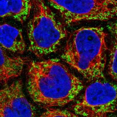 Immunocytochemistry/ Immunofluorescence: MRPL47 Antibody [NBP2-55844]