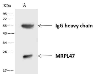 Western Blot: MRPL47 Antibody [NBP3-06454]