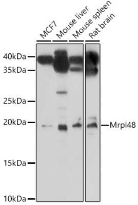 Western Blot: MRPL48 AntibodyAzide and BSA Free [NBP3-05234]