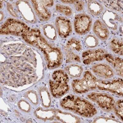 Immunohistochemistry-Paraffin: MRPL49 Antibody [NBP2-13618]