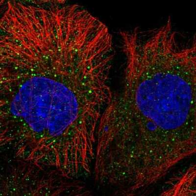 Immunocytochemistry/ Immunofluorescence: MRPL50 Antibody [NBP2-68728]