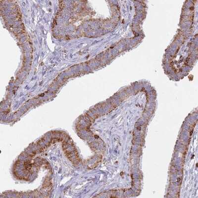 Immunohistochemistry-Paraffin: MRPL54 Antibody [NBP2-47368]