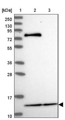 Western Blot: MRPL54 Antibody [NBP2-47368]