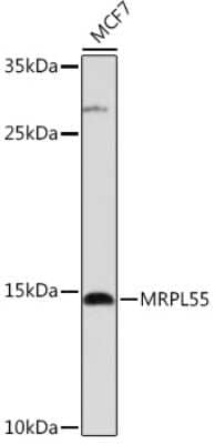 Western Blot: MRPL55 AntibodyAzide and BSA Free [NBP3-05236]