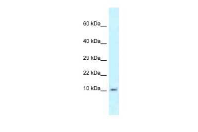 Western Blot: MRPL55 Antibody [NBP2-83231]