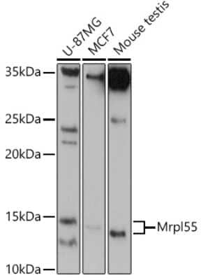 Western Blot: MRPL55 AntibodyAzide and BSA Free [NBP2-93581]