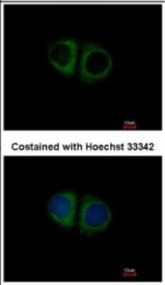 Immunocytochemistry/ Immunofluorescence: MRPS10 Antibody [NBP2-19409]
