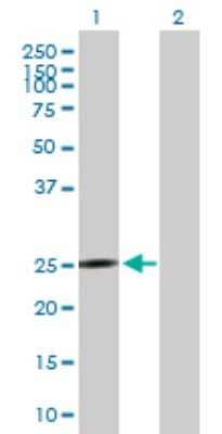 Western Blot: MRPS10 Antibody [H00055173-B02P]