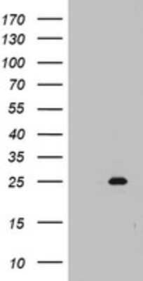 Western Blot: MRPS11 Antibody (OTI2E9) [NBP2-45937]