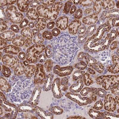 Immunohistochemistry-Paraffin: MRPS11 Antibody [NBP2-30823]