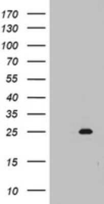 Western Blot: MRPS11 Antibody (OTI2E9)Azide and BSA Free [NBP2-72782]