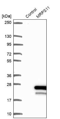 Western Blot: MRPS11 Antibody [NBP2-30548]