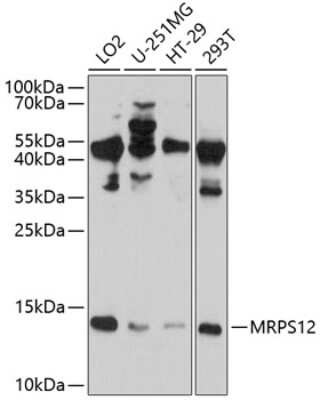 Western Blot: MRPS12 AntibodyAzide and BSA Free [NBP2-93202]